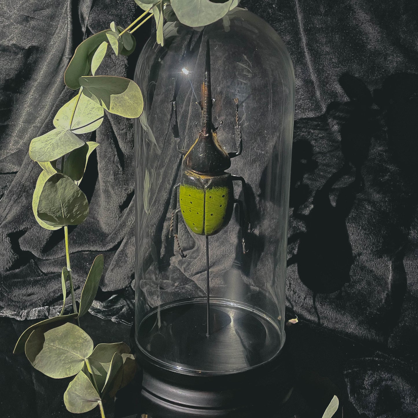 Green Hercules Beetle Glass Cloche